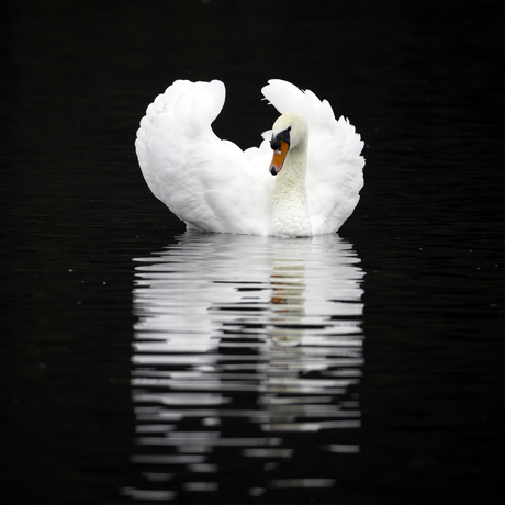 Zwaan in rimpelend water