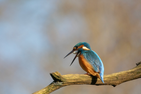 IJsvogel met braakbal (verkleind 1200x800)