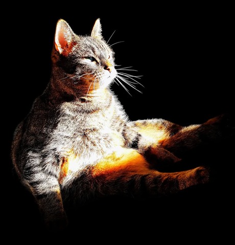 ,Genieten van een zonnestraal"