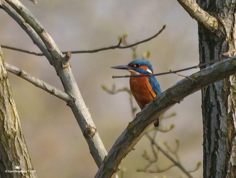 Ijsvogel geniet van de ochtendzon