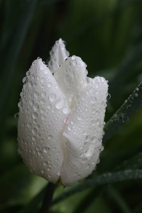 Tulpje in de regen 