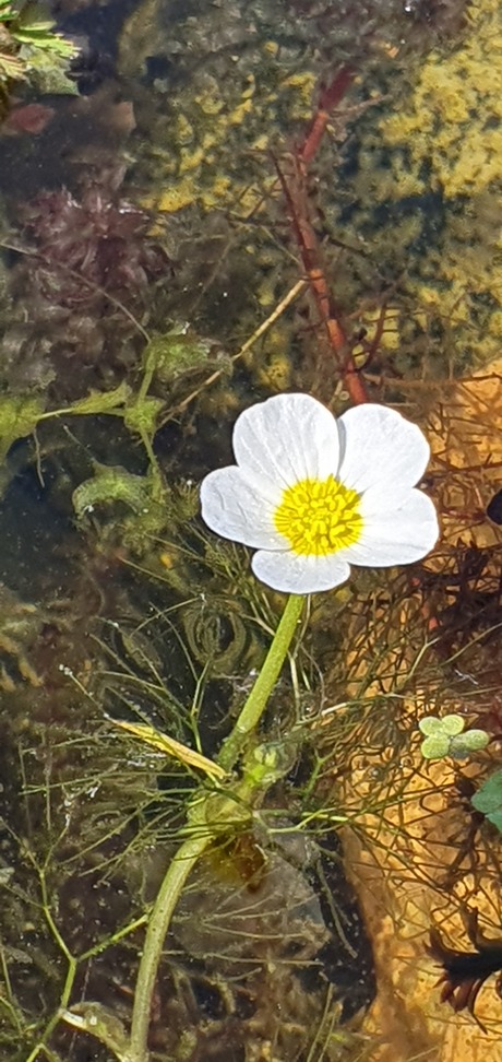 Waterranoekel
