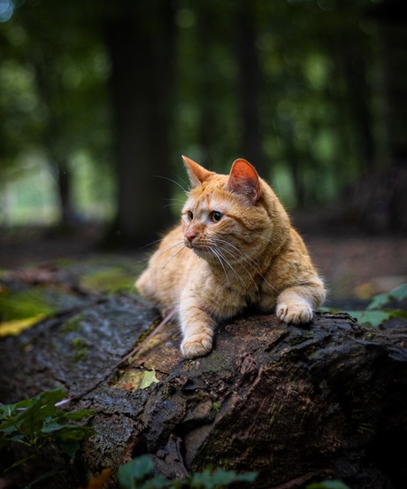 Charlie the cat in the forest