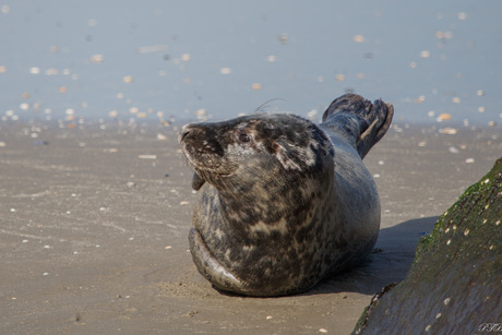 Grijze zeehond