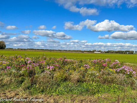 Bloemenpracht