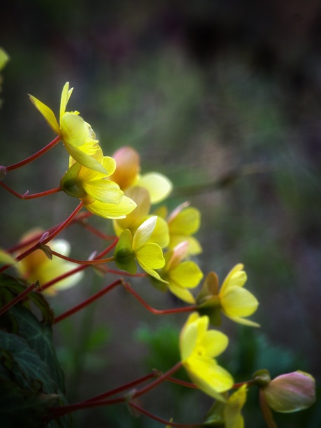 Begonia 