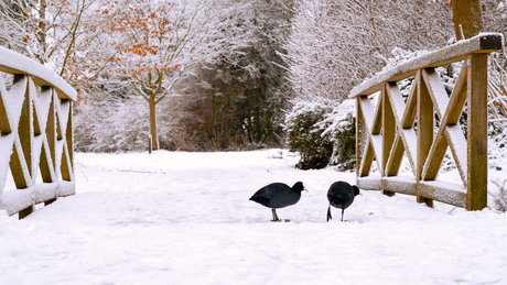 Meerkoetjes in de sneeuw