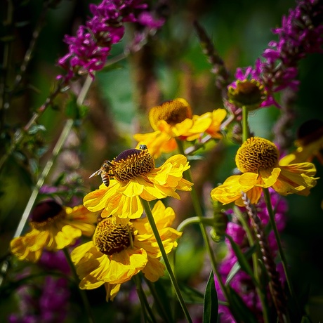 Helenium "Eldorado"