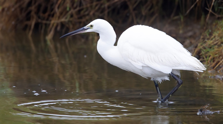 Kleine Zilverreiger