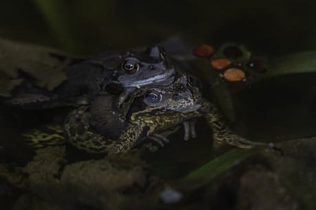 Bruine Kikker