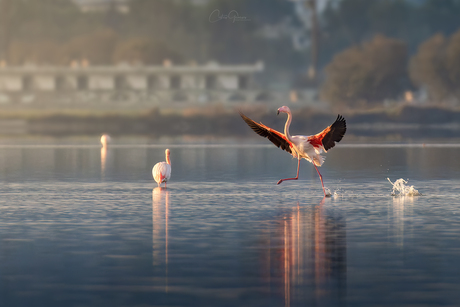 Dancing in the morning light