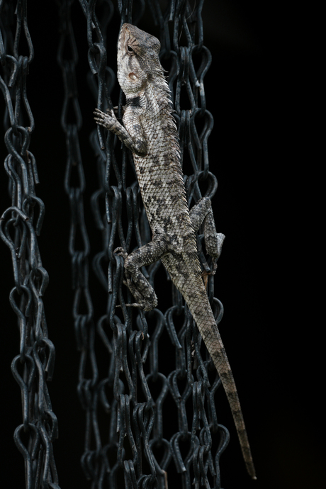 Indiase Kameleon - Sri Lanka