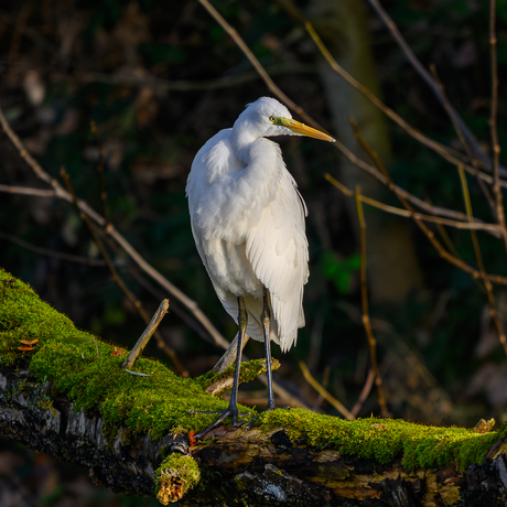 Grote Zilverreiger
