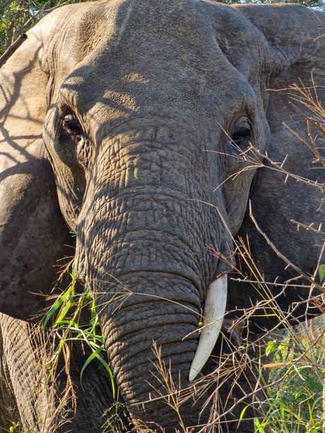 Olifant met èèn tand.