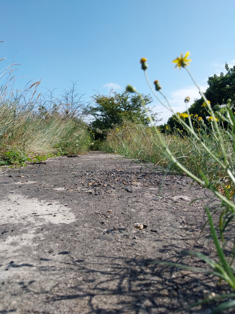 Atlantic wall in Hollandse duinen