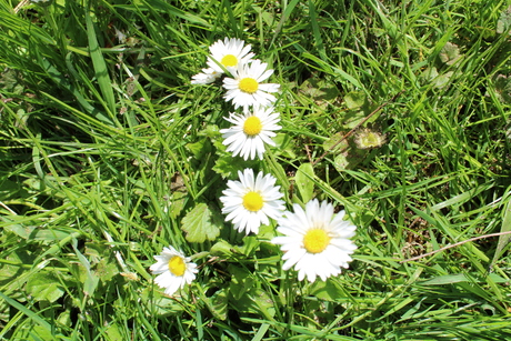 Daisy's