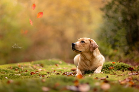 Herfst, herfst, wat heb je te koop?
