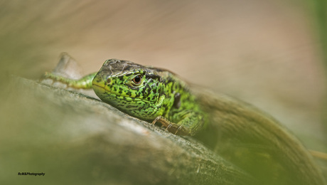 De zandhagedis.