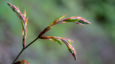 kleurrijk begin beukenblad