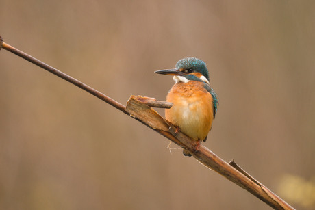 IJsvogel