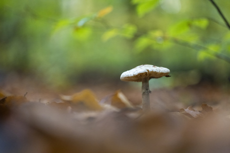 Paddenstoel