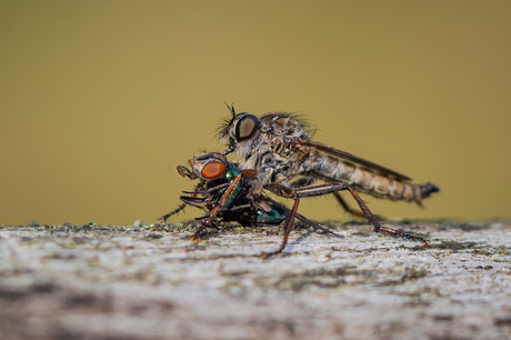 Het leven van een roofvlieg