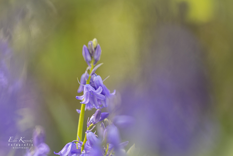 Wilde hyacint (Hyacinthoides non-scripta) 2