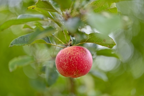 gewoon nen appel aan den boom