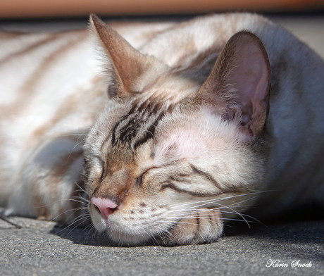 "Enjoying the sun..."