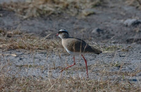  Crowned Lapwing(Vannelus armatus)