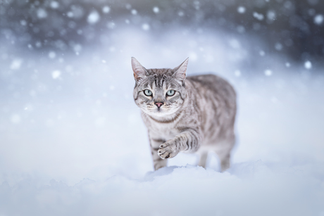 Sneeuwpanter mini trotseert de buien