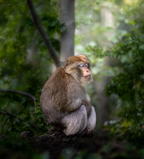 The silence of nature