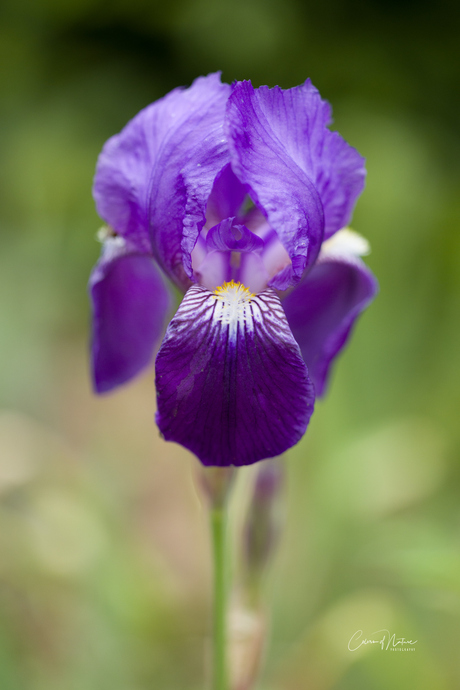Iris