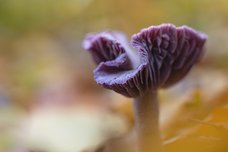 A little bit of sharpness.... - Paddenstoelen fotograferen met mijn favoriete diafragma van F/2.8 tot F/4 is natuurlijk een hele uitdaging. Hier pakt het goed uit en komt de beperkt - foto door franspelzer op 08-11-2023 - deze foto bevat: herfst, scherptediepte, macro, natuur, close up, paddenstoel, amethistzwam, canon, canon eos r6, rf100mm f2.8 l macro is usm, iso 500, diafragma ƒ/3.5, sluitertijd 1/60s, brandpuntafstand 100mm, plant, bloem, bloemblaadje, terrestrische plant, natuurlijk landschap, bloeiende plant, schimmel, eenjarige plant, aronskelk, macrofotografie