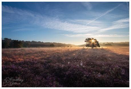 Een nieuwe dag ontwaakt…