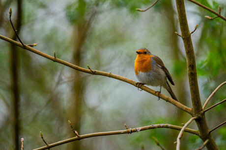 Roodborst op een tak