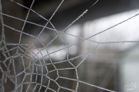 Frozen spiderweb