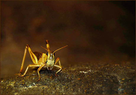 ik lijk wel gek..........................