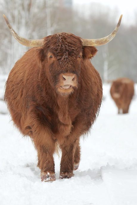Schotse Hooglander in de sneeuw