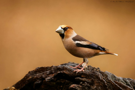Appelvink