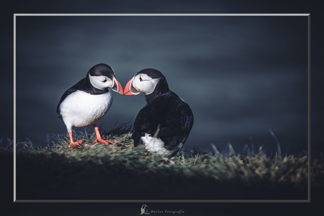 Puffin (papegaaiduiker)