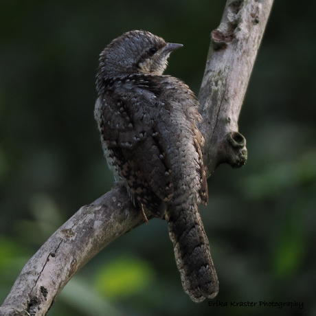 Eurasian Wryneck, Jynx torquilla - Spechten (Picidae)