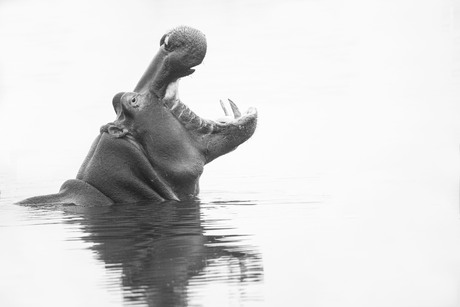 The Roar of the River