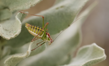 Poecilimon mytelenensis 