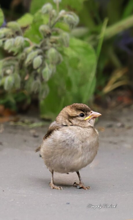 Juveniele huismus