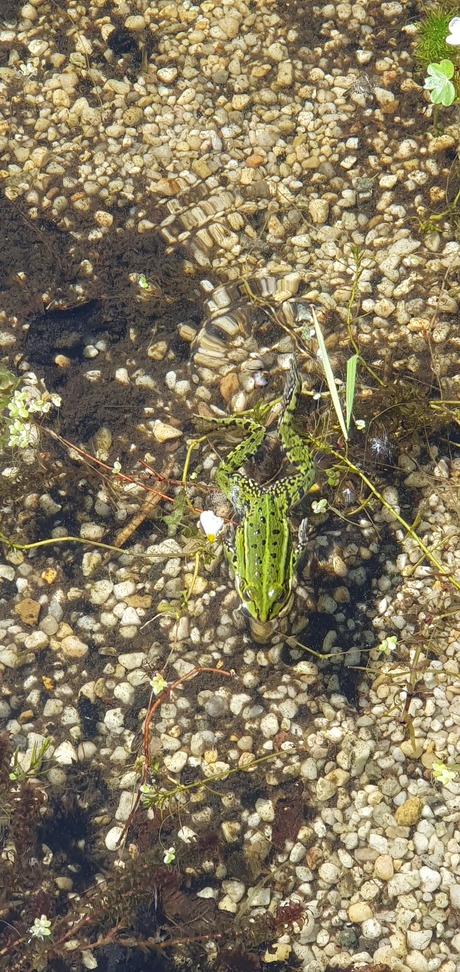 Zwemende groene kikker