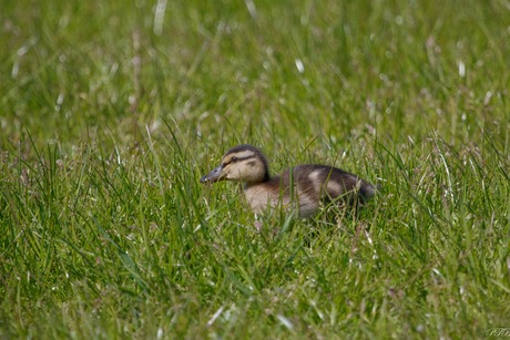 Struinen door het gras.
