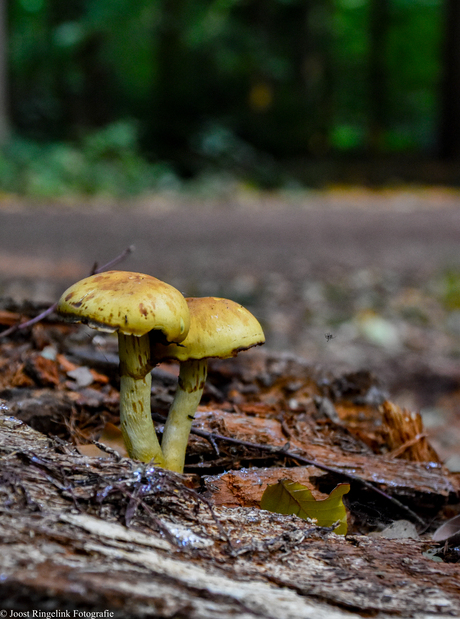 Zwafelkop paddestoel