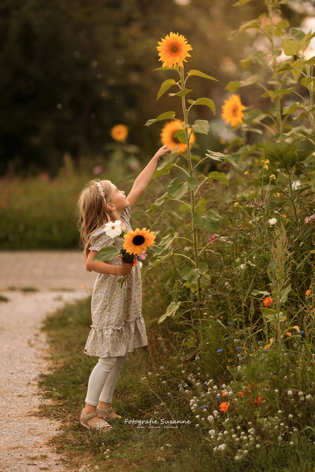 Zonnebloemen!
