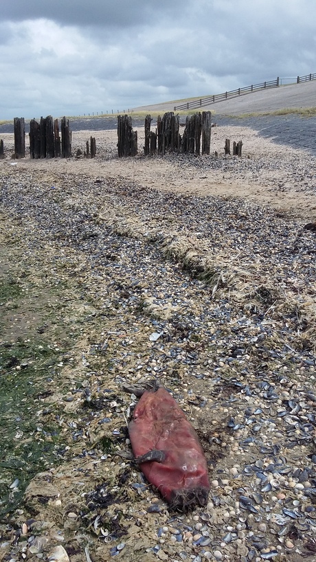 Landschap met dode zeehond